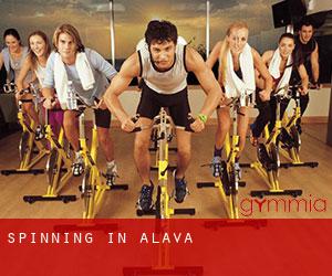 Spinning in Alava